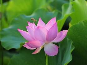 夷陵之战中杀得刘备落荒而逃的东吴大将是谁？